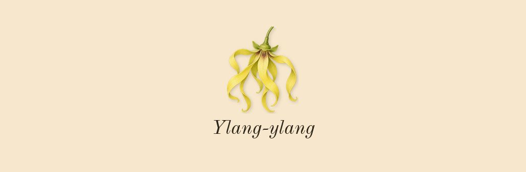 Bigarade 18, heart: Ylang-ylang