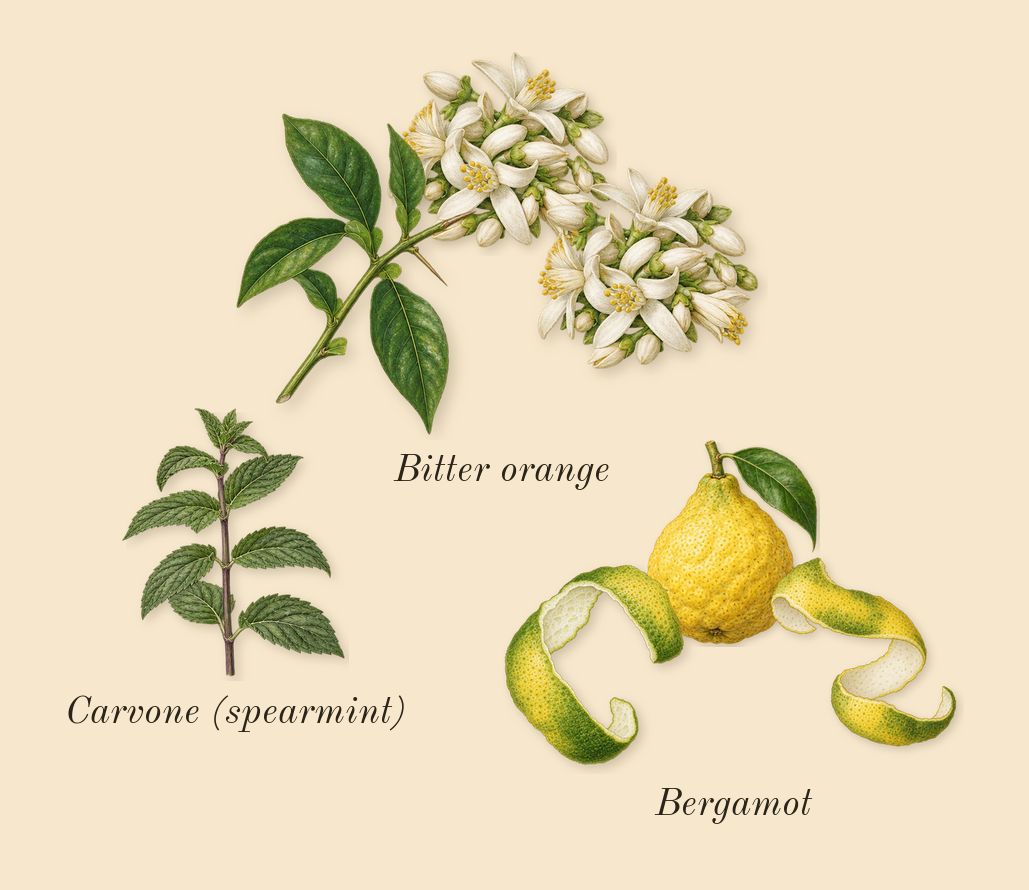 Bigarade 18, top notes: Bergamot, Bitter orange, Carvone (spearmint)