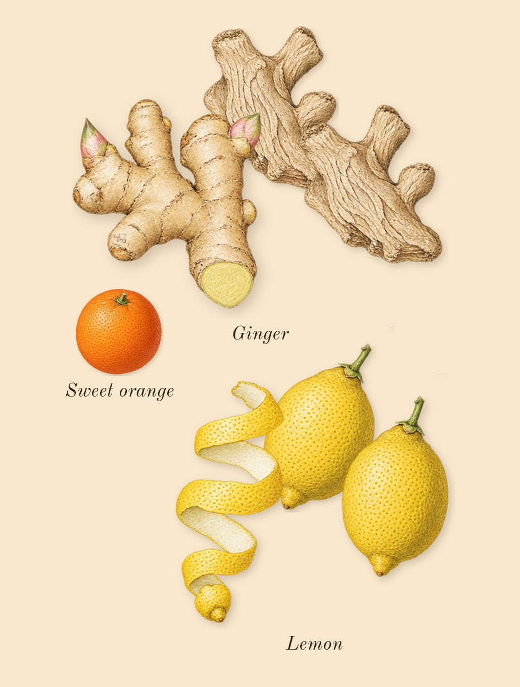 Citron 28, top notes: Lemon, Ginger, Sweet orange