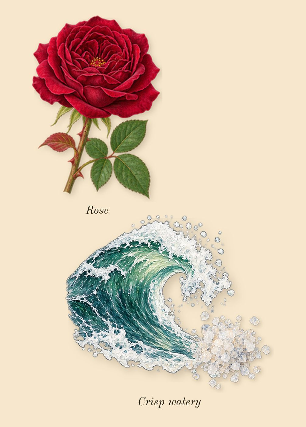 Coriandre 39, heart: Crisp watery, Rose