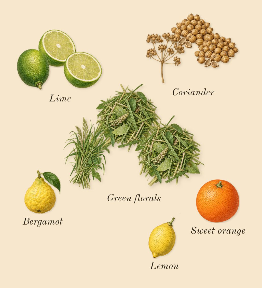 Coriandre 39, top notes: Lime, Coriander, Green florals, Bergamot, Lemon, Sweet orange
