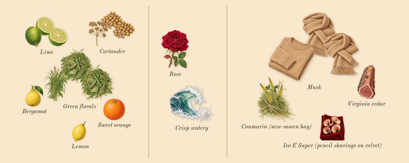 Coriandre 39’s scent picture, a draft: lime, coriander, crisp watery, green florals, musk, bergamot drawn so far; dashed outlines where nothing is drawn yet