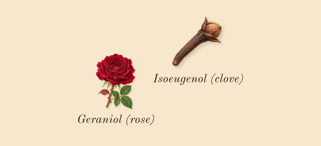 Cuir 28, heart: Geraniol (rose), Isoeugenol (clove)