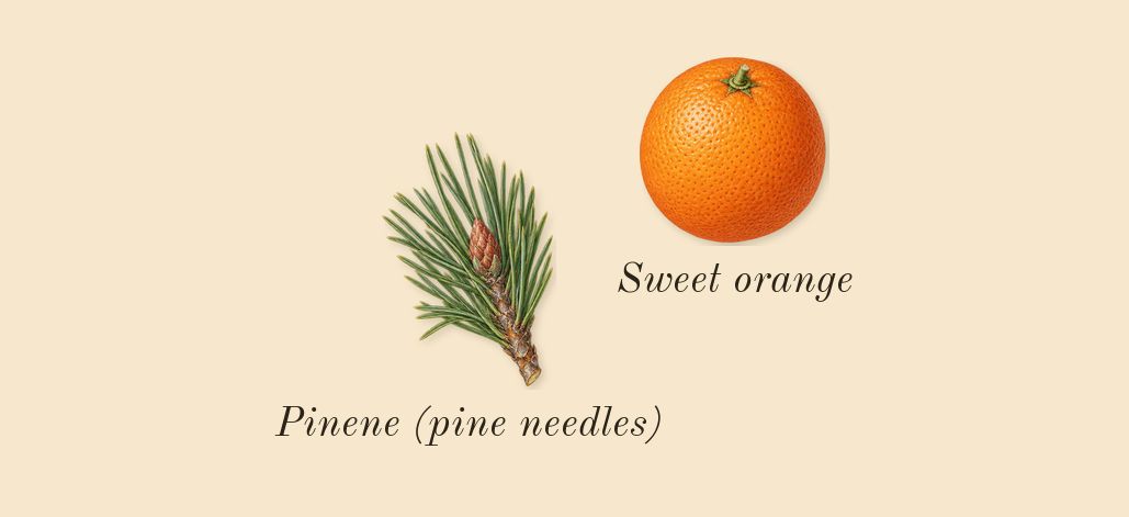 Cuir 28, top notes: Sweet orange, Pinene (pine needles)