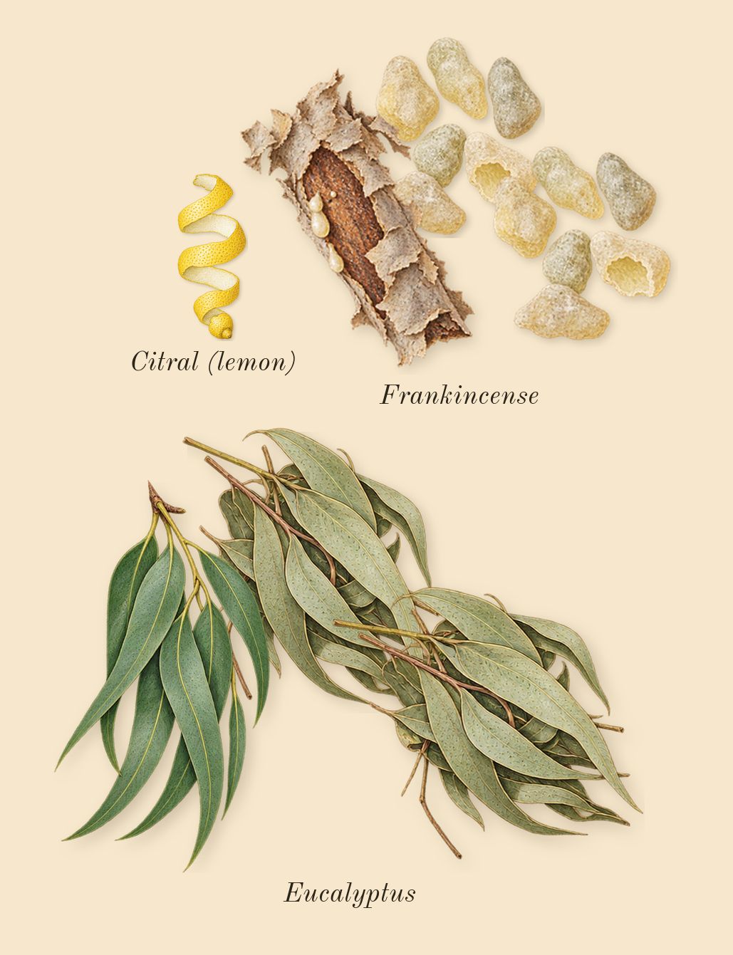 Eucalyptus 20, top notes: Eucalyptus, Frankincense, Citral (lemon)