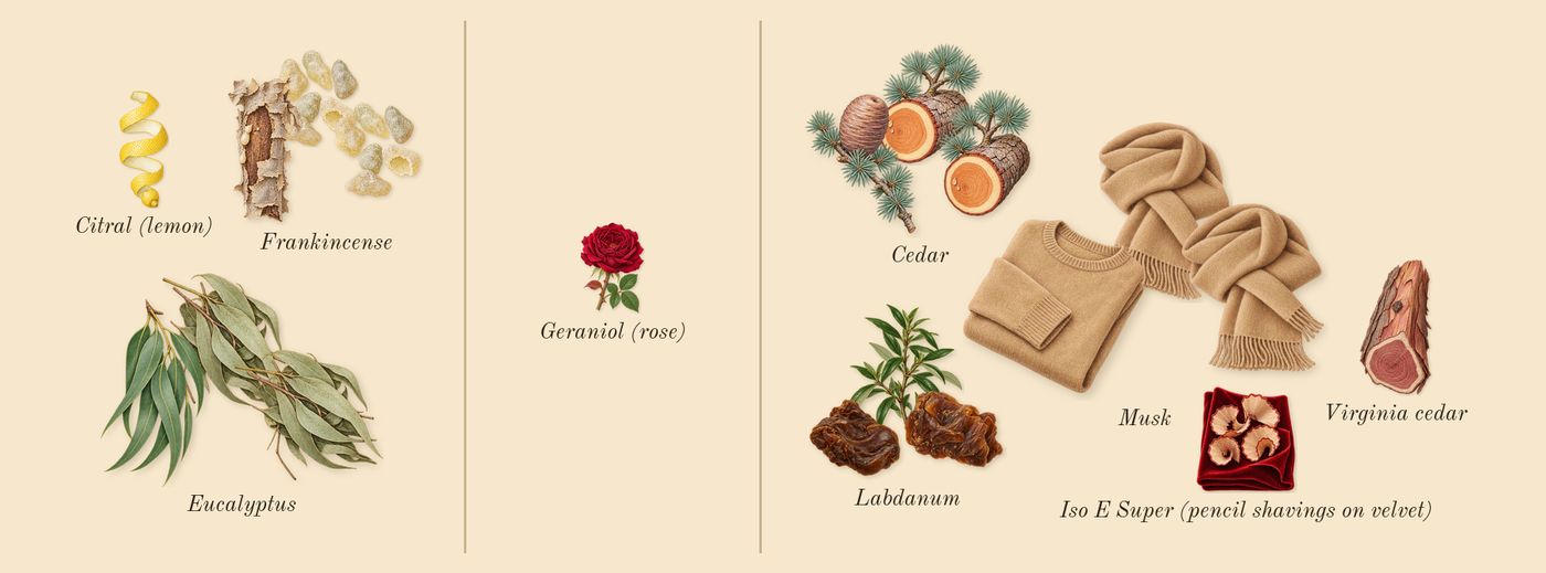 Eucalyptus 20’s scent picture, a draft: eucalyptus, cedar, labdanum, musk, frankincense, virginia cedar drawn so far; dashed outlines where nothing is drawn yet