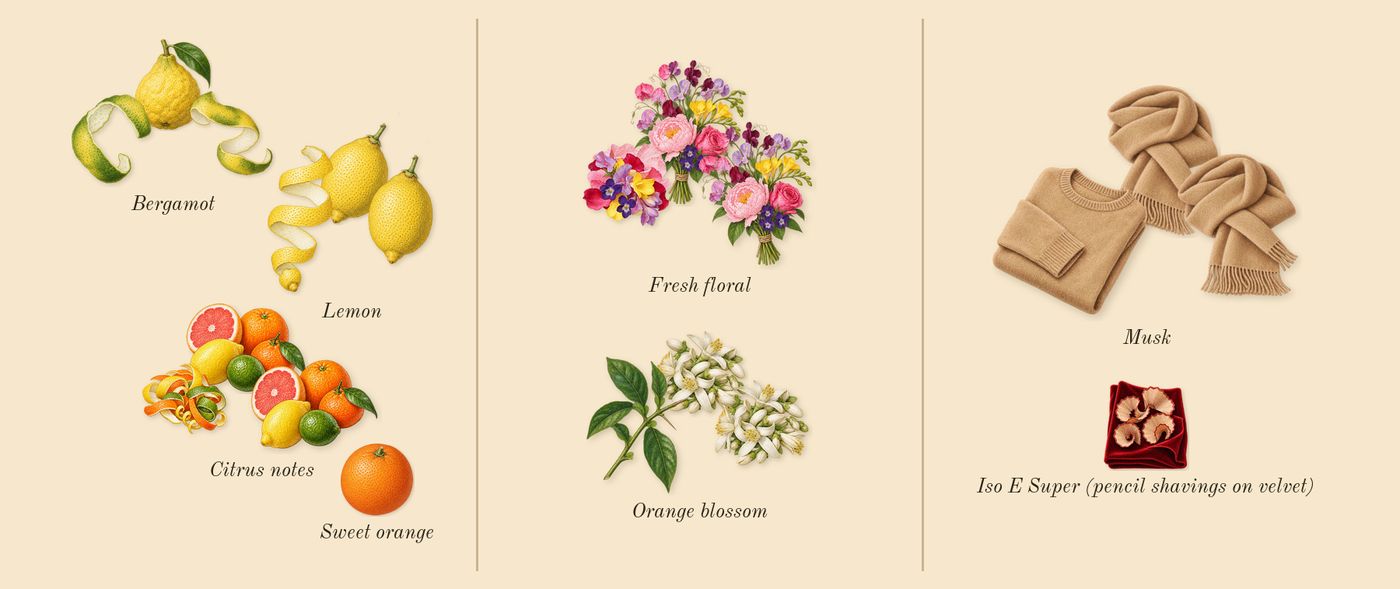 Fleur d'Oranger 27’s scent picture, a draft: orange blossom, fresh floral, citrus notes, musk, bergamot, lemon drawn so far; dashed outlines where nothing is drawn yet