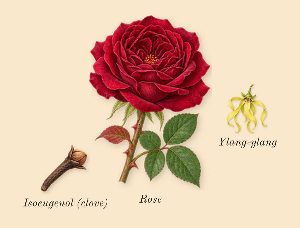Iris 39, heart: Ylang-ylang, Rose, Isoeugenol (clove)