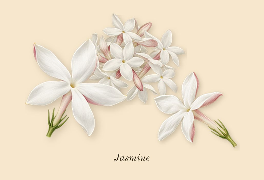 Jasmin 17, heart: Jasmine
