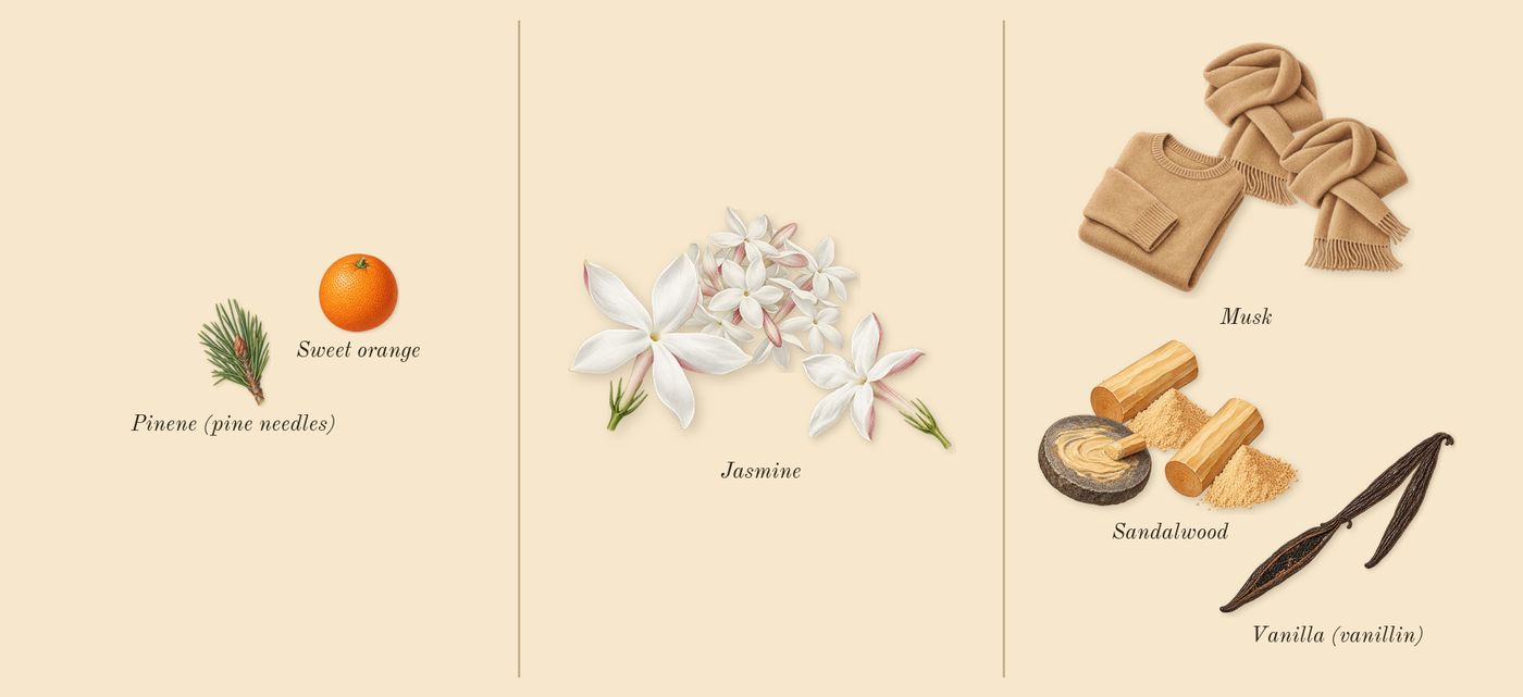 Jasmin 17’s scent picture, a draft: jasmine, musk, sandalwood, vanilla (vanillin), sweet orange, pinene (pine needles) drawn so far; dashed outlines where nothing is drawn yet