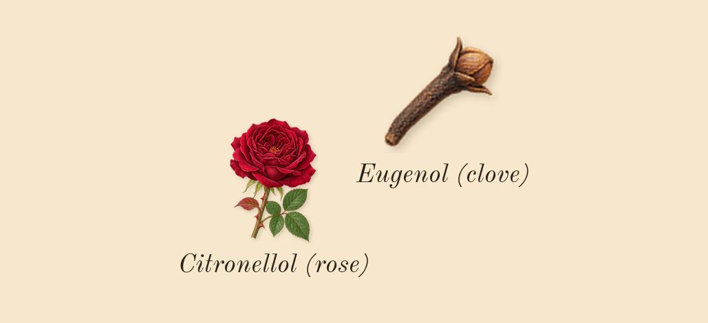 Labdanum 18, heart: Citronellol (rose), Eugenol (clove)