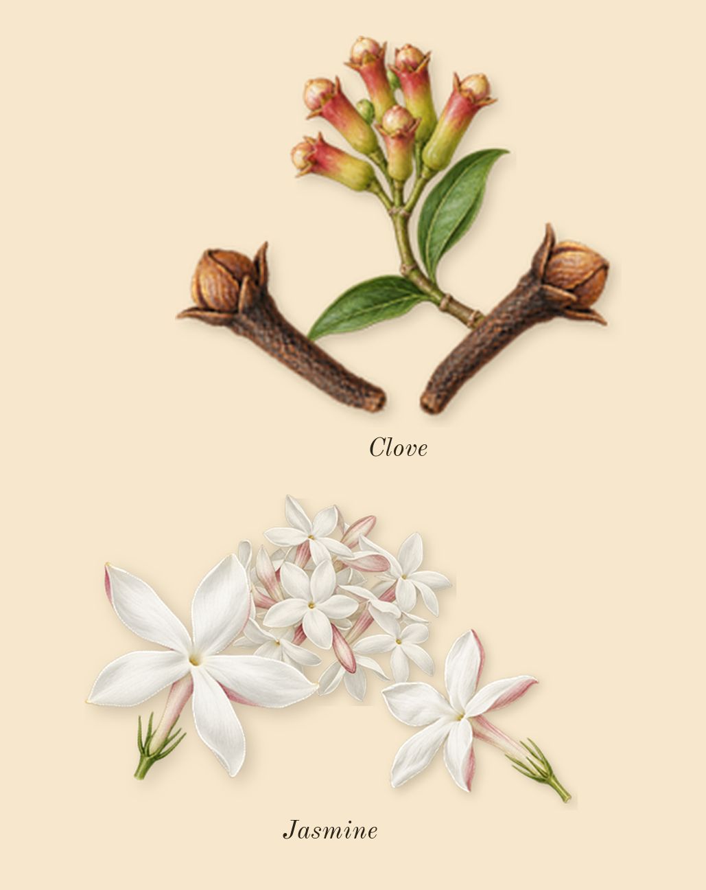 Limette 37, heart: Jasmine, Clove