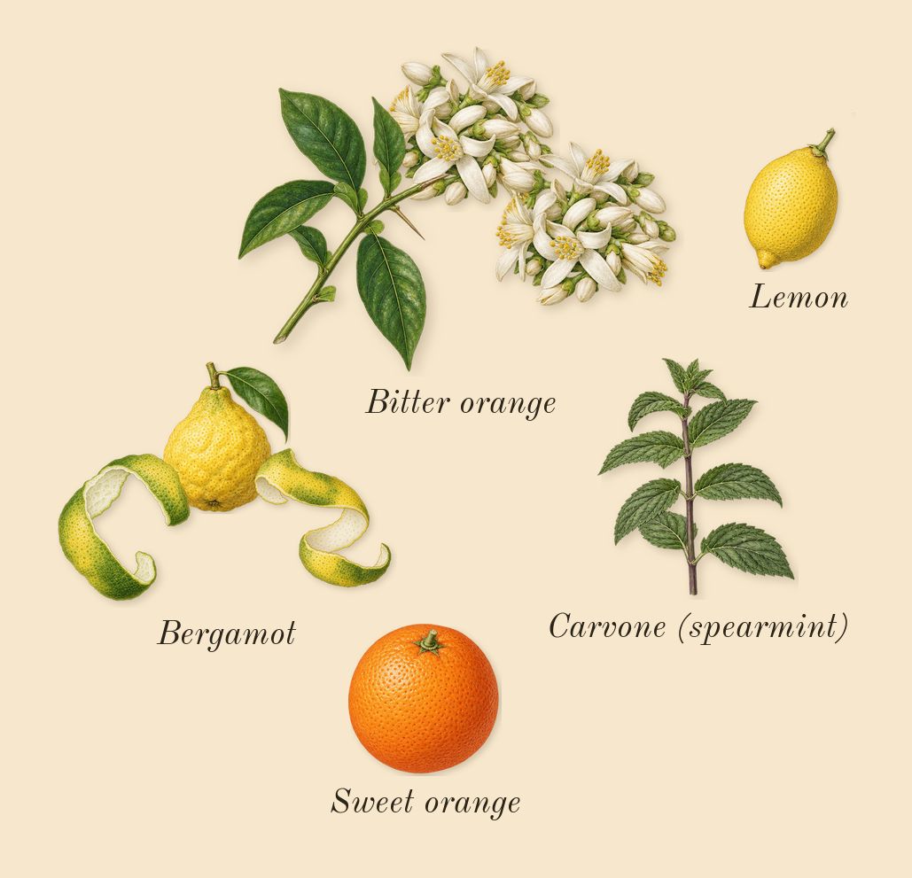 Limette 37, top notes: Bergamot, Bitter orange, Sweet orange, Lemon, Carvone (spearmint)