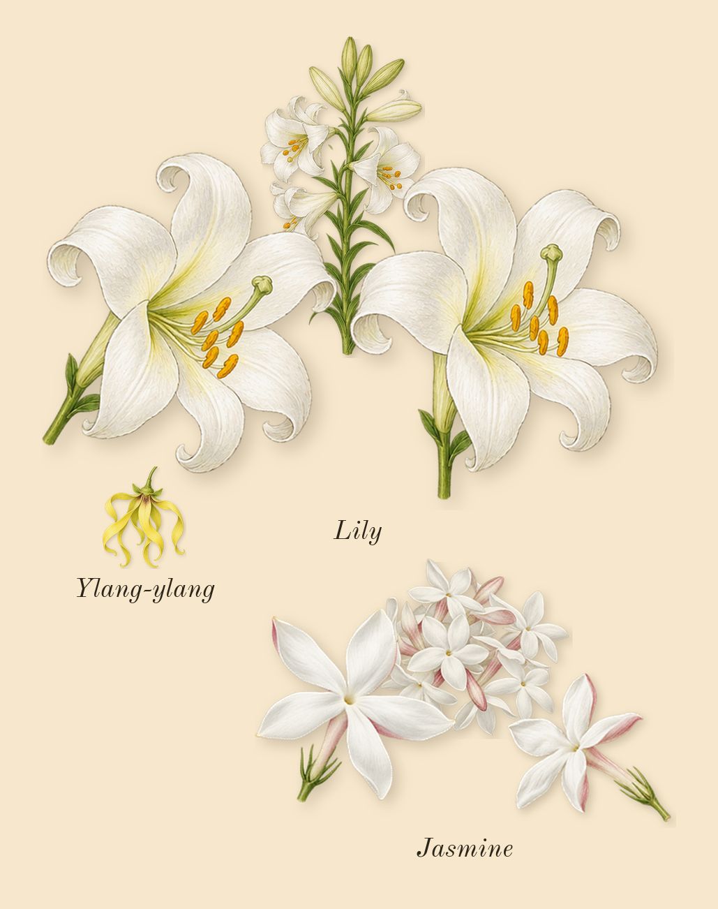 Lys 41, heart: Jasmine, Lily, Ylang-ylang