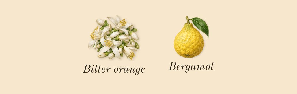Lys 41, top notes: Bergamot, Bitter orange