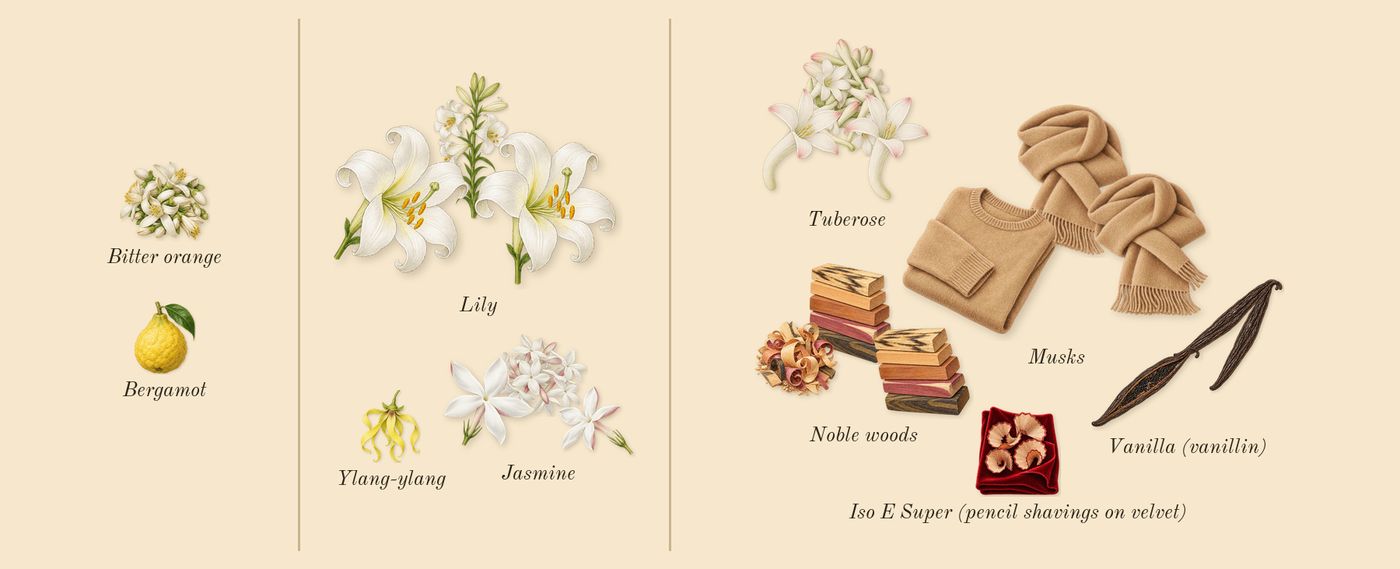 Lys 41’s scent picture, a draft: jasmine, tuberose, lily, noble woods, vanilla (vanillin), musks drawn so far; dashed outlines where nothing is drawn yet