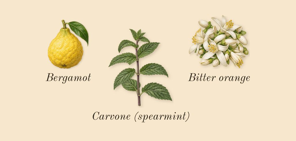 Myrrhe 55, top notes: Bergamot, Bitter orange, Carvone (spearmint)