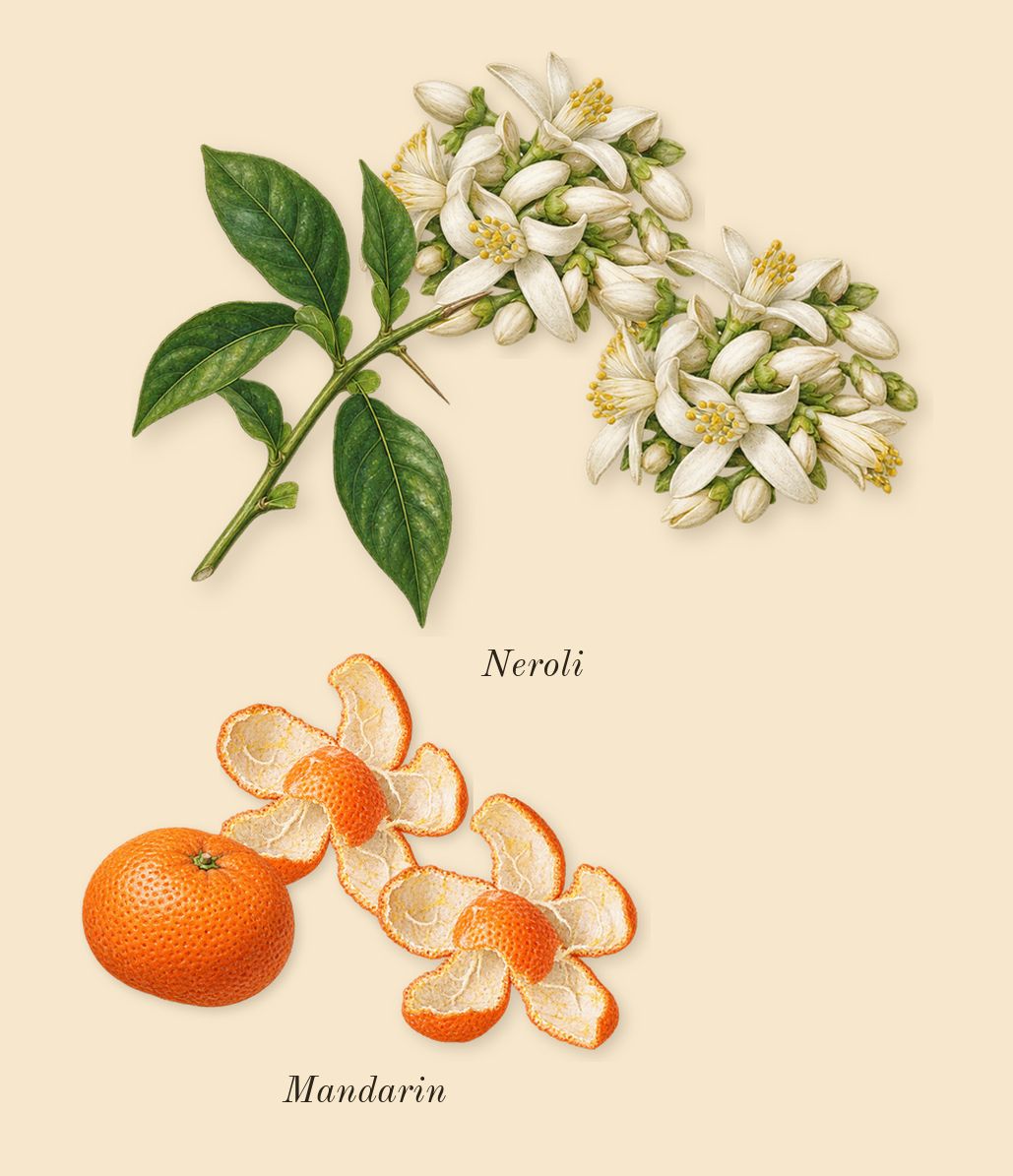 Neroli 36, top notes: Neroli, Mandarin