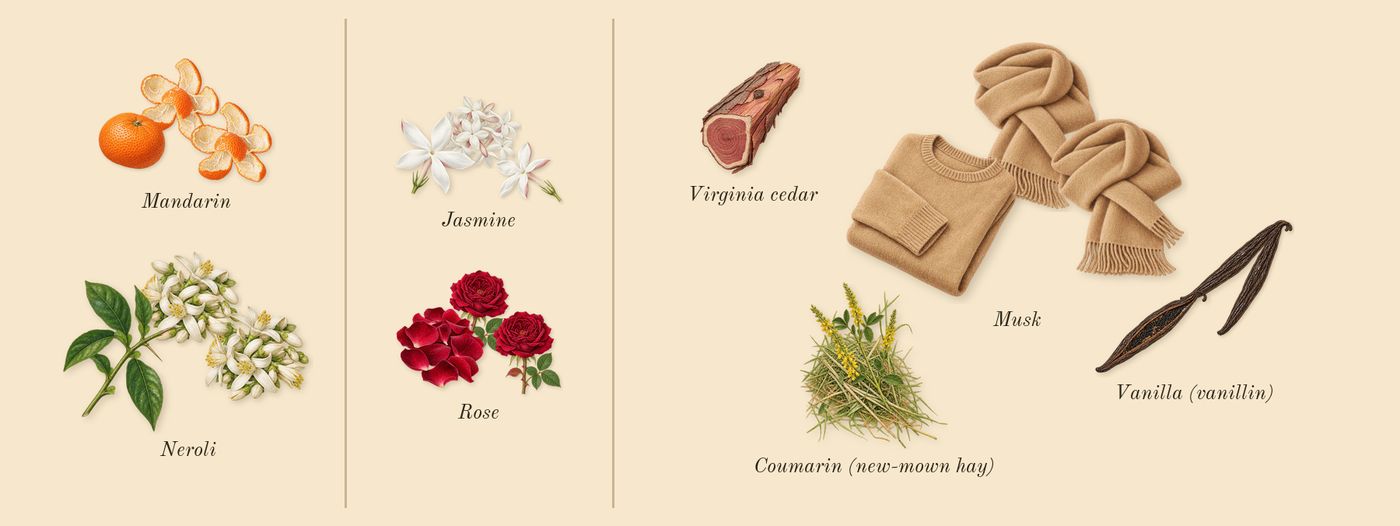 Neroli 36’s scent picture, a draft: neroli, rose, musk, mandarin, jasmine, vanilla (vanillin) drawn so far; dashed outlines where nothing is drawn yet