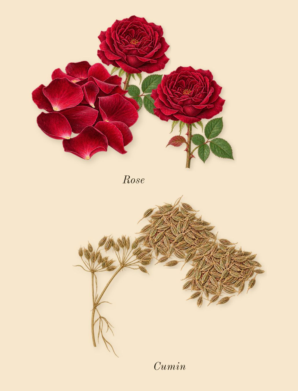 Rose 31, heart: Rose, Cumin