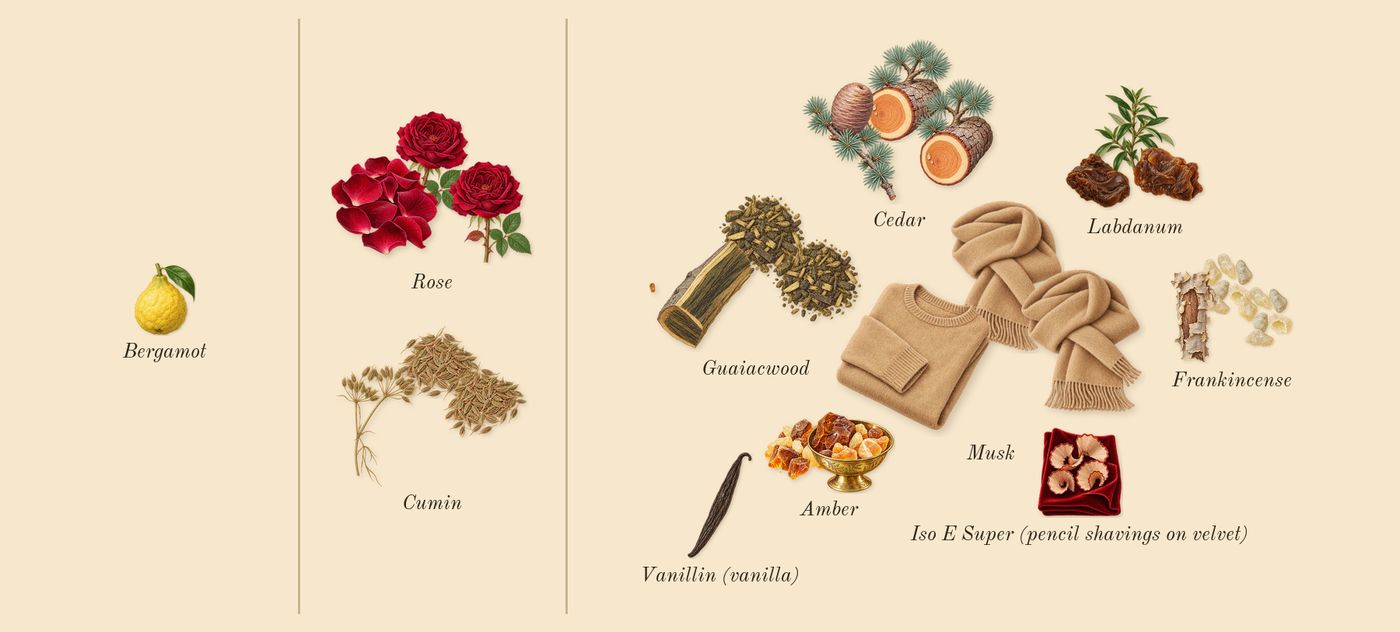 Rose 31’s scent picture, a draft: rose, cumin, frankincense, cedar, amber, guaiacwood drawn so far; dashed outlines where nothing is drawn yet