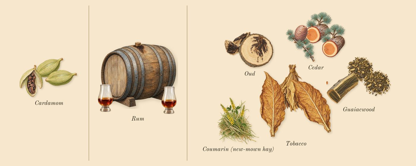 Tabac 28’s scent picture, a draft: tobacco, oud, cedar, guaiacwood, rum, cardamom drawn so far; dashed outlines where nothing is drawn yet