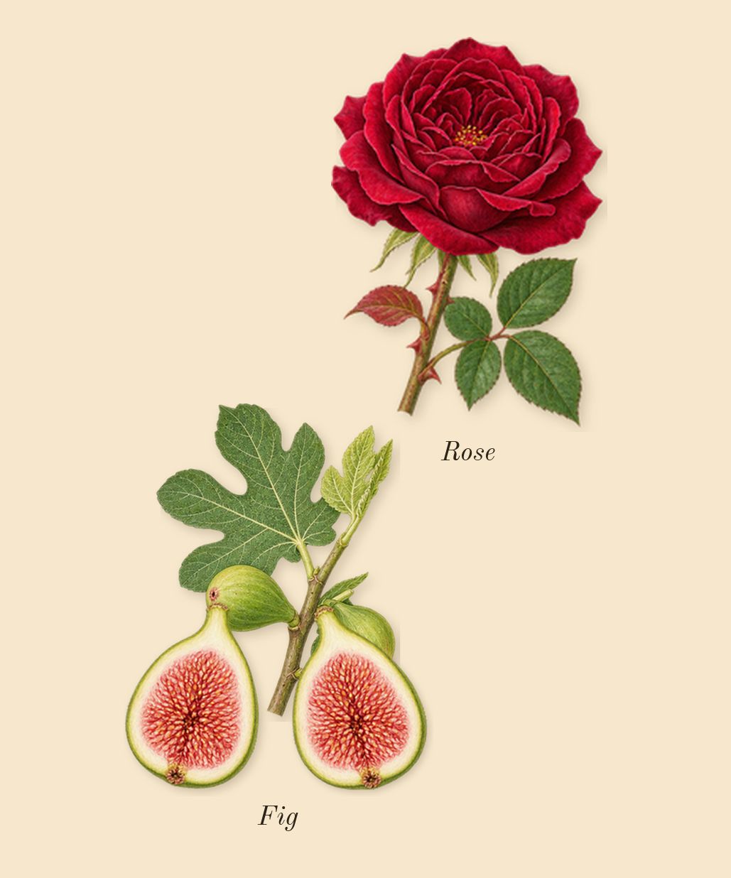 Thé Matcha 26, heart: Fig, Rose