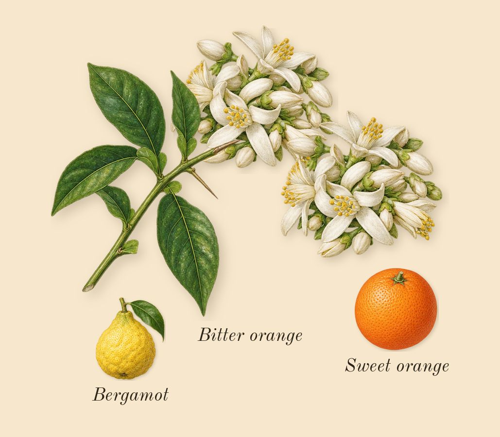 Thé Matcha 26, top notes: Bitter orange, Bergamot, Sweet orange