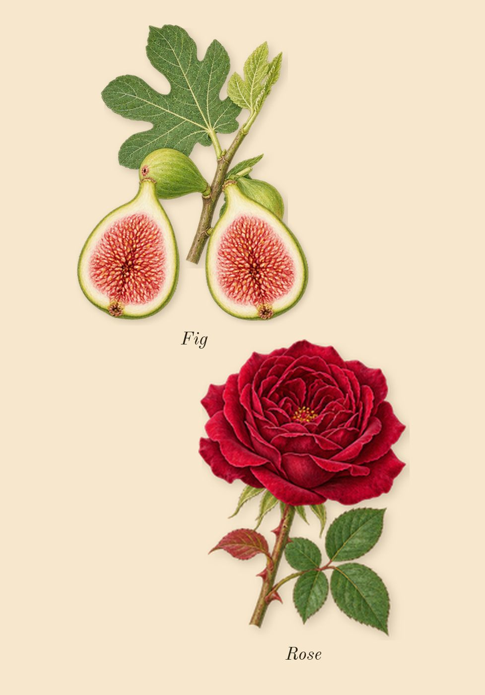 Thé Noir 29, heart: Fig, Rose