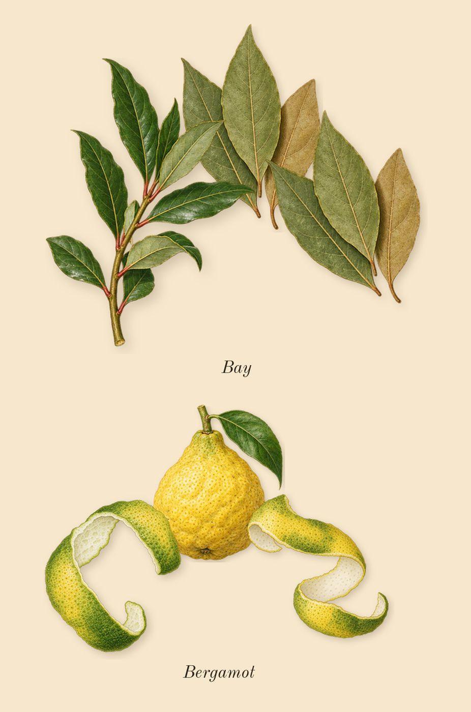 Thé Noir 29, top notes: Bergamot, Bay