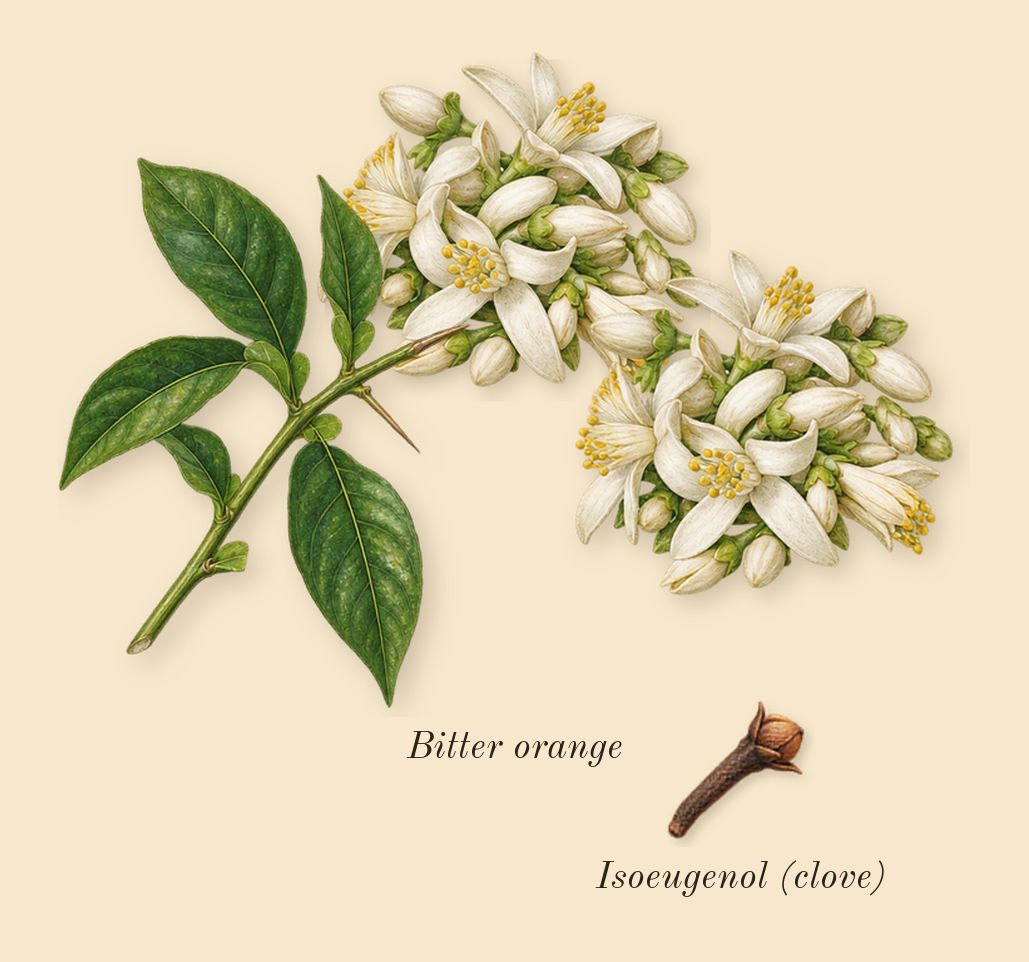 Tonka 25, heart: Bitter orange, Isoeugenol (clove)