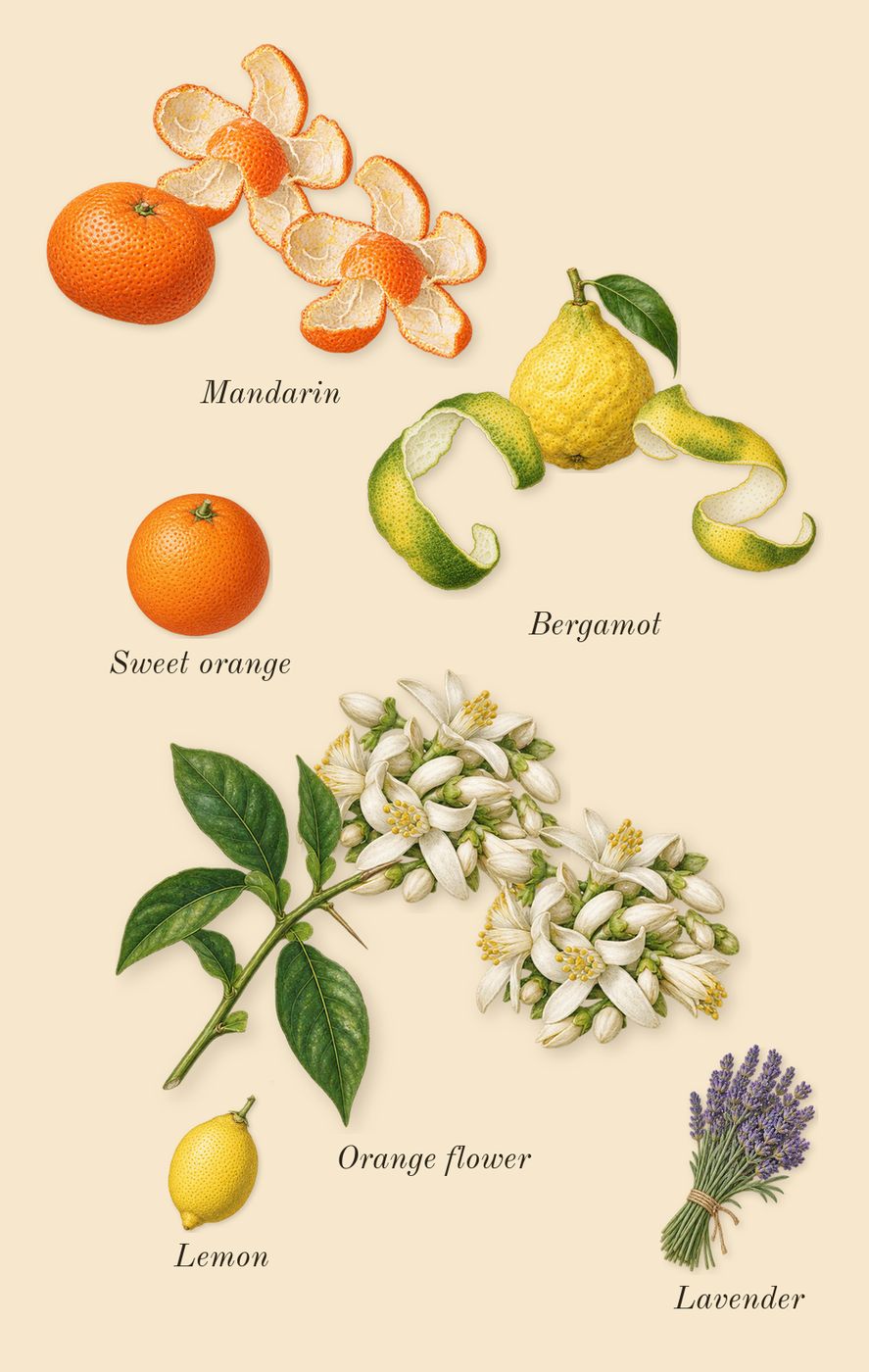 Tubéreuse 40, top notes: Bergamot, Mandarin, Orange flower, Sweet orange, Lemon, Lavender