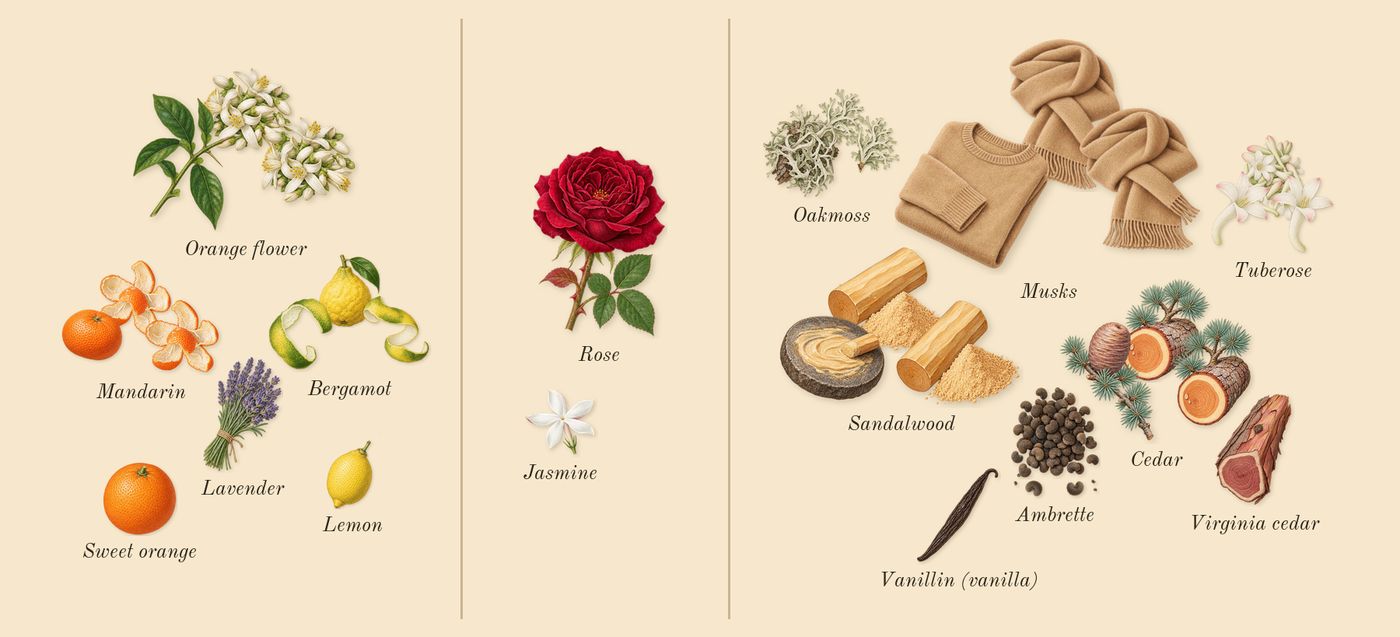 Tubéreuse 40’s scent picture, a draft: tuberose, bergamot, mandarin, orange flower, cedar, sandalwood drawn so far; dashed outlines where nothing is drawn yet