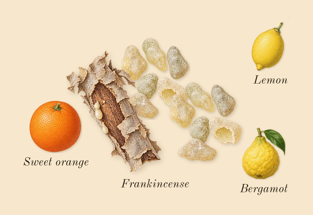 Vanille 44, top notes: Frankincense, Bergamot, Sweet orange, Lemon