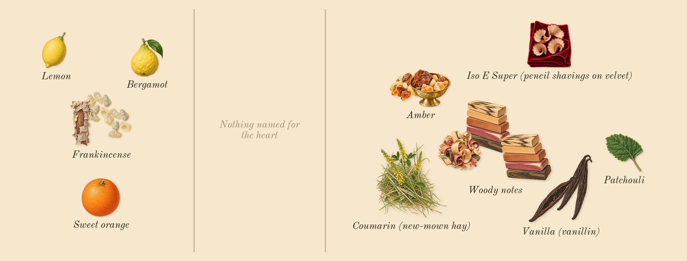Vanille 44’s scent picture, a draft: amber, frankincense, woody notes, vanilla (vanillin), bergamot, sweet orange drawn so far; dashed outlines where nothing is drawn yet