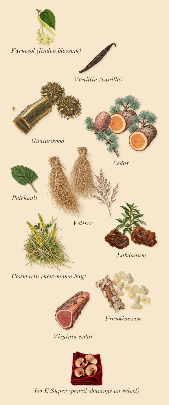 Vetiver 46, dry-down: Vetiver, Guaiacwood, Labdanum, Cedar, Frankincense, Virginia cedar, Patchouli, Iso E Super (pencil shavings on velvet), Coumarin (new-mown hay), Vanillin (vanilla), Farnesol (linden blossom)
