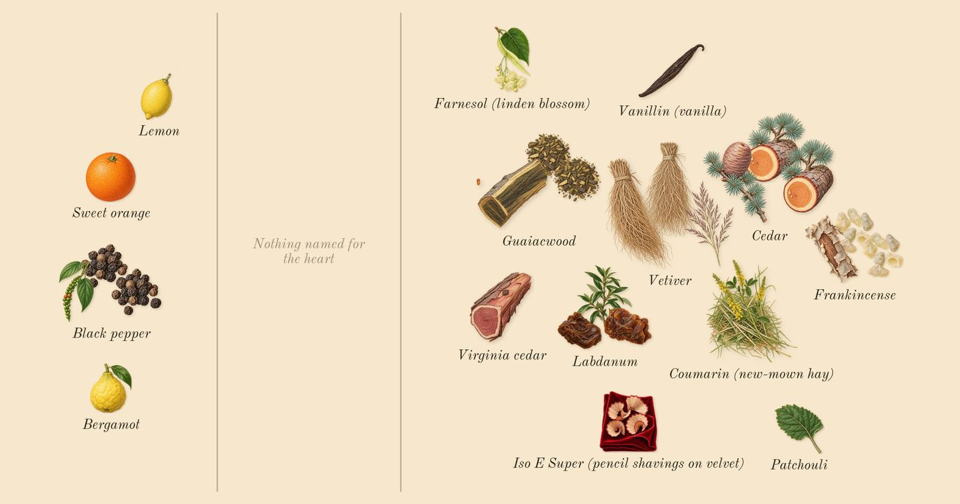 Vetiver 46’s scent picture, a draft: vetiver, black pepper, guaiacwood, labdanum, cedar, frankincense drawn so far; dashed outlines where nothing is drawn yet