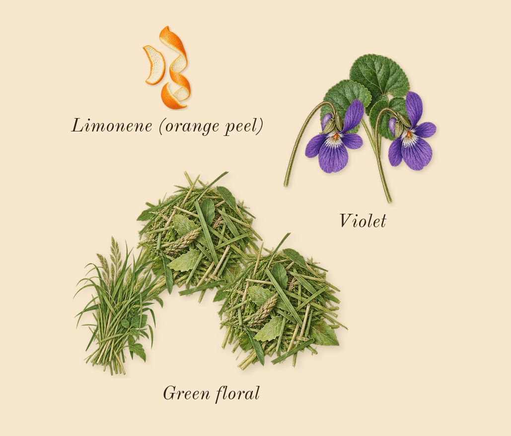 Violette 30, top notes: Violet, Green floral, Limonene (orange peel)