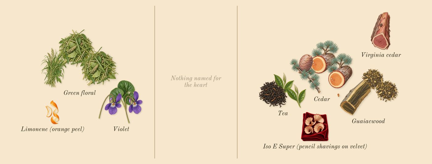 Violette 30’s scent picture, a draft: violet, green floral, tea, cedar, guaiacwood, virginia cedar drawn so far; dashed outlines where nothing is drawn yet