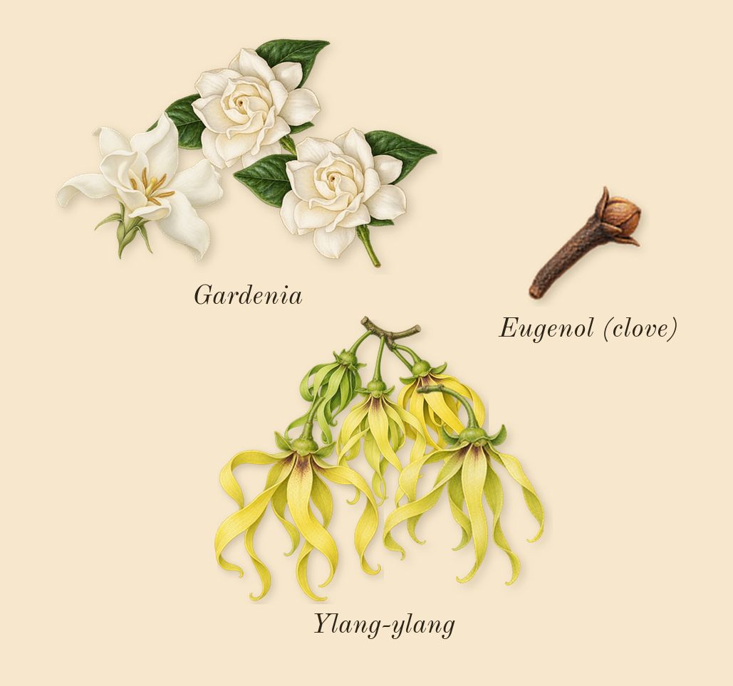 Ylang 49, heart: Ylang-ylang, Gardenia, Eugenol (clove)