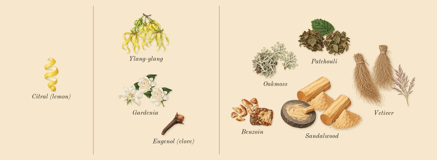 Ylang 49’s scent picture, a draft: ylang-ylang, gardenia, patchouli, oakmoss, vetiver, sandalwood drawn so far; dashed outlines where nothing is drawn yet