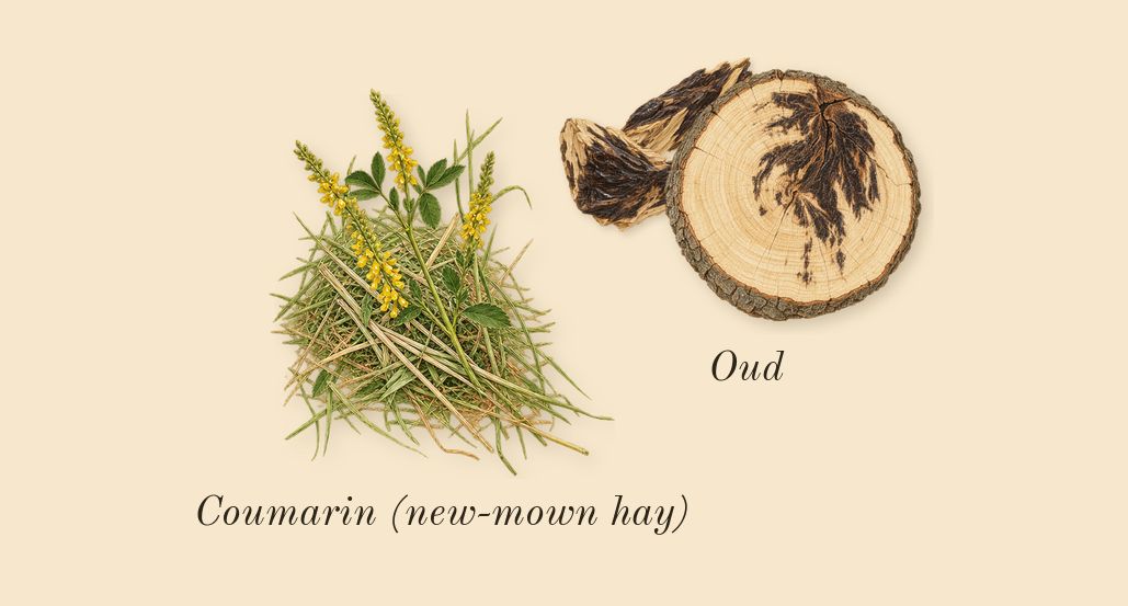 Leather Sadah, dry-down: Oud, Coumarin (new-mown hay)
