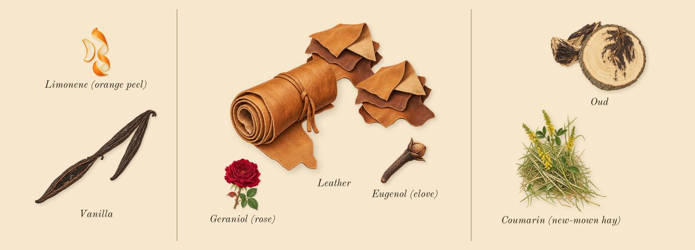 Leather Sadah’s scent picture, a draft: vanilla, leather, oud, coumarin (new-mown hay), limonene (orange peel), geraniol (rose) drawn so far; dashed outlines where nothing is drawn yet