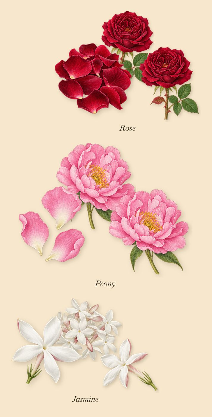 Couleur Primaire, as it settles: Jasmine, Peony, Rose