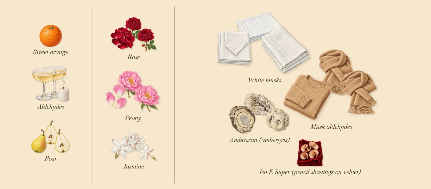 Couleur Primaire’s scent picture, a draft: aldehydes, pear, jasmine, peony, rose, white musks drawn so far; dashed outlines where nothing is drawn yet