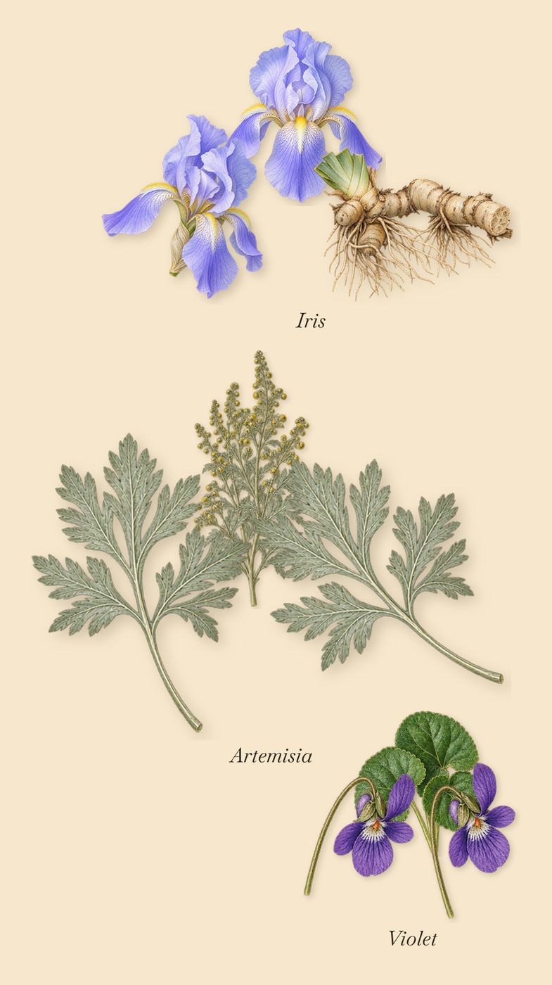 Iris Palladium, as it settles: Artemisia, Violet, Iris