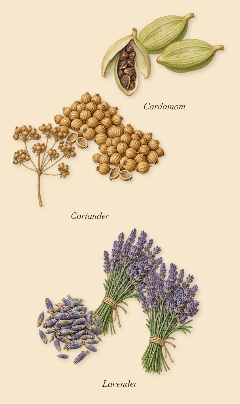 Iris Palladium, when you spray it: Cardamom, Lavender, Coriander