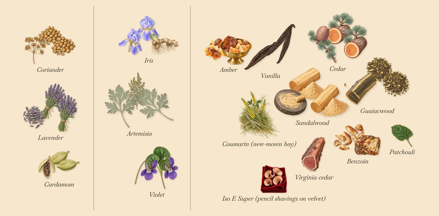 Iris Palladium’s scent picture, a draft: cardamom, lavender, coriander, artemisia, violet, iris drawn so far; dashed outlines where nothing is drawn yet