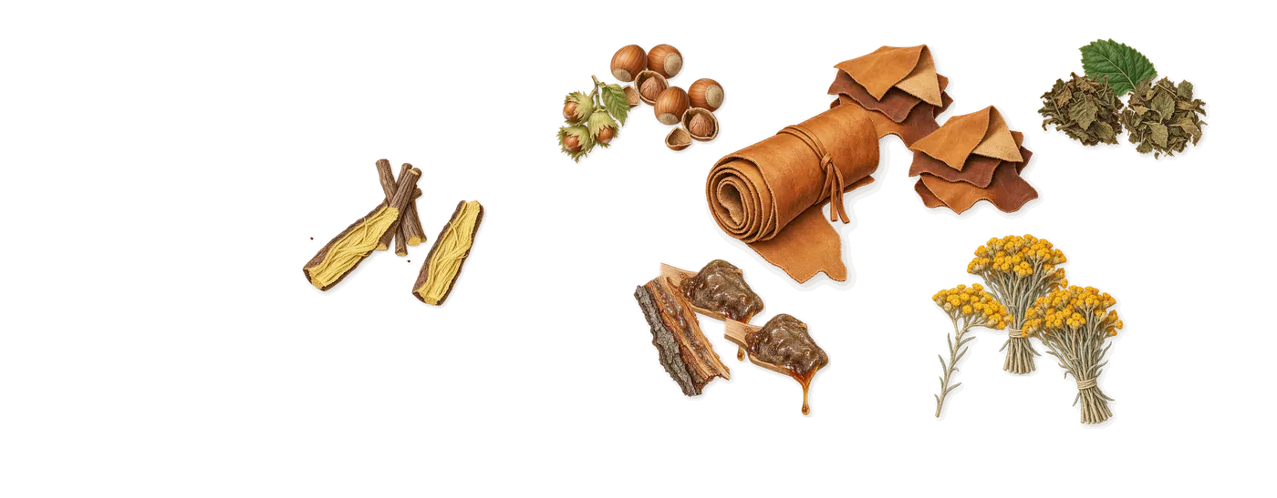Immortelle Solaire’s scent picture, a draft: immortelle, patchouli, hazelnut, styrax, liquorice, leather drawn so far; dashed outlines where nothing is drawn yet