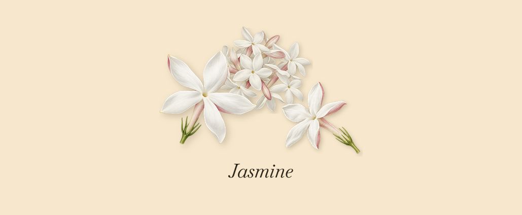 Vanille Havane, as it settles: Jasmine